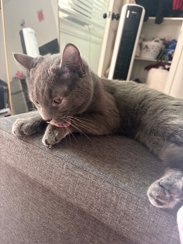 View Lovely the Cat Photo #4