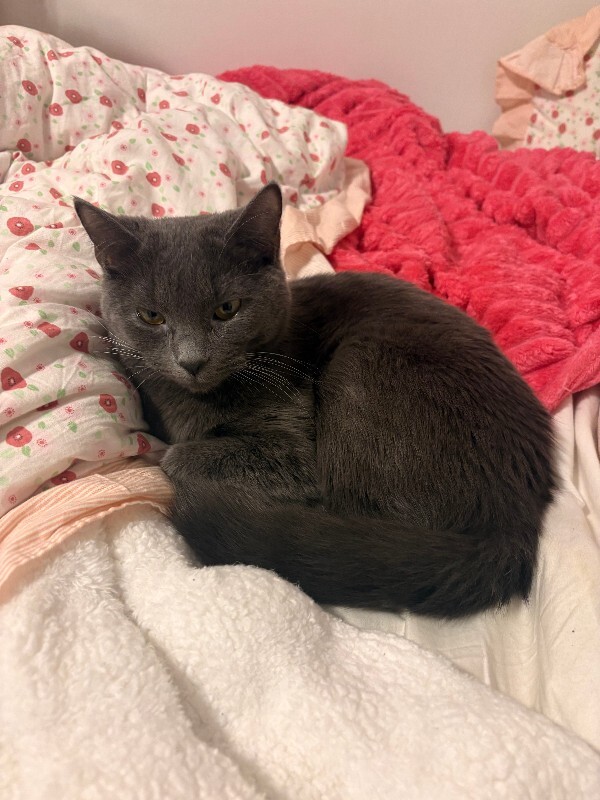Lovely - Cat
