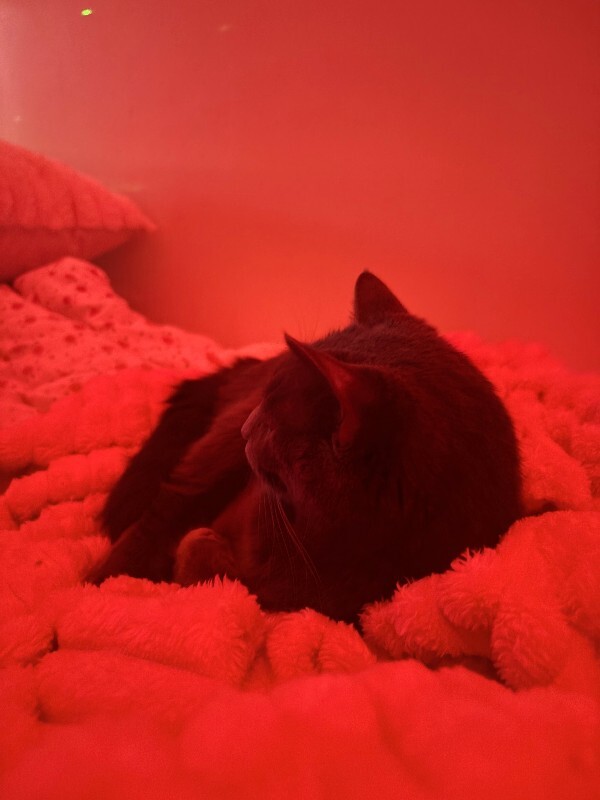 View Lovely the Cat Photo #3