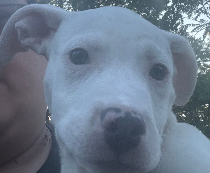 Learn More About Bammy Bammy - Dog