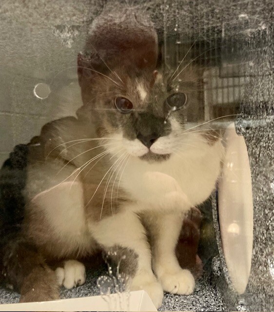 Man Man - Cat
