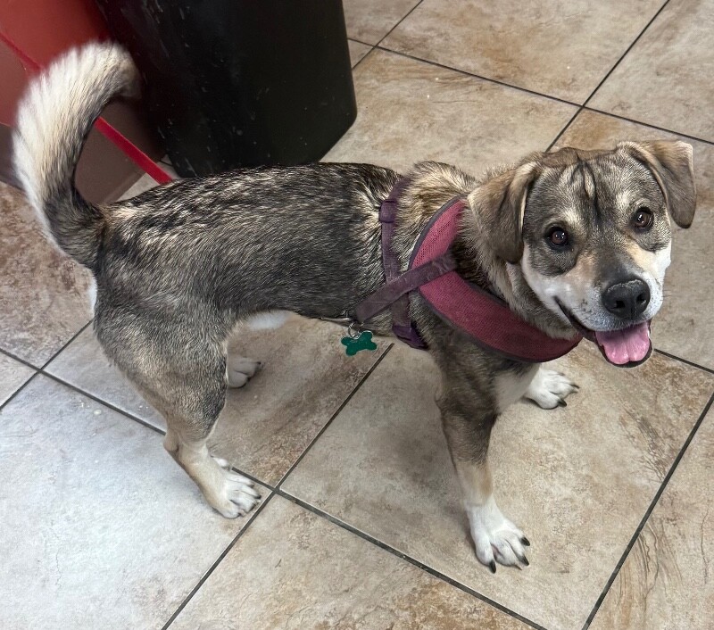 Periwinkle - Dog