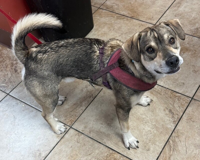 View Periwinkle the Dog Photo #2