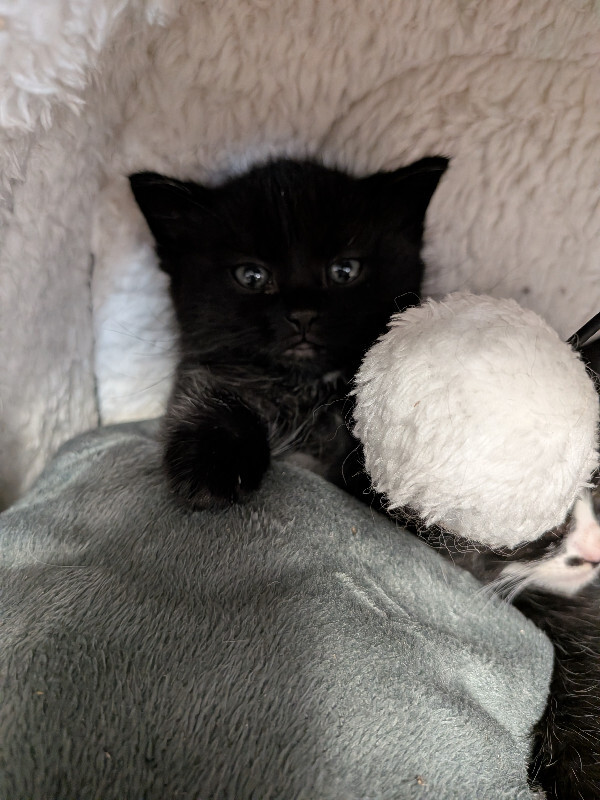 Augustine - Cat