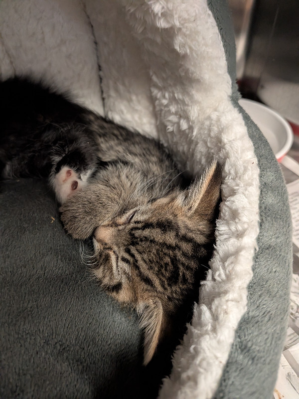 Ignatius - Cat