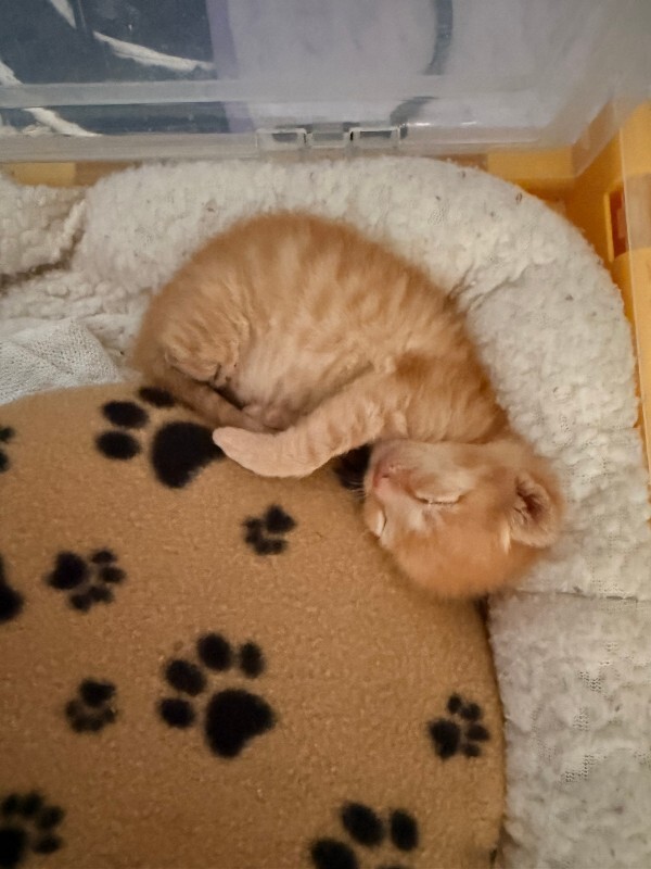 View Captain Kidd the Cat Photo #3