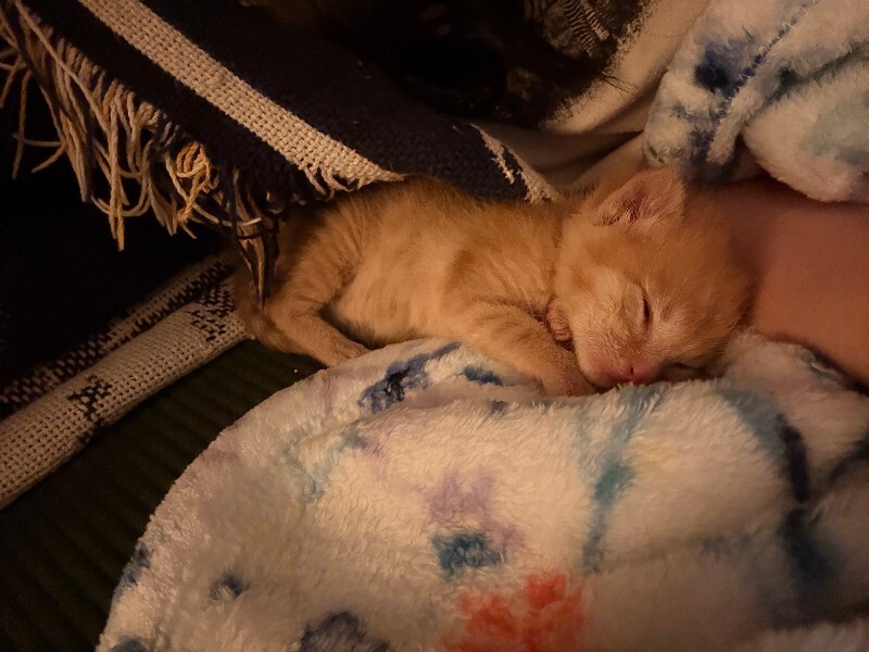 View Captain Kidd the Cat Photo #4