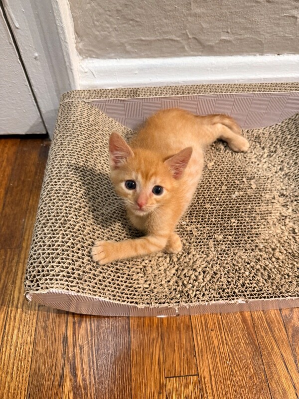 View Captain Kidd the Cat Photo #6