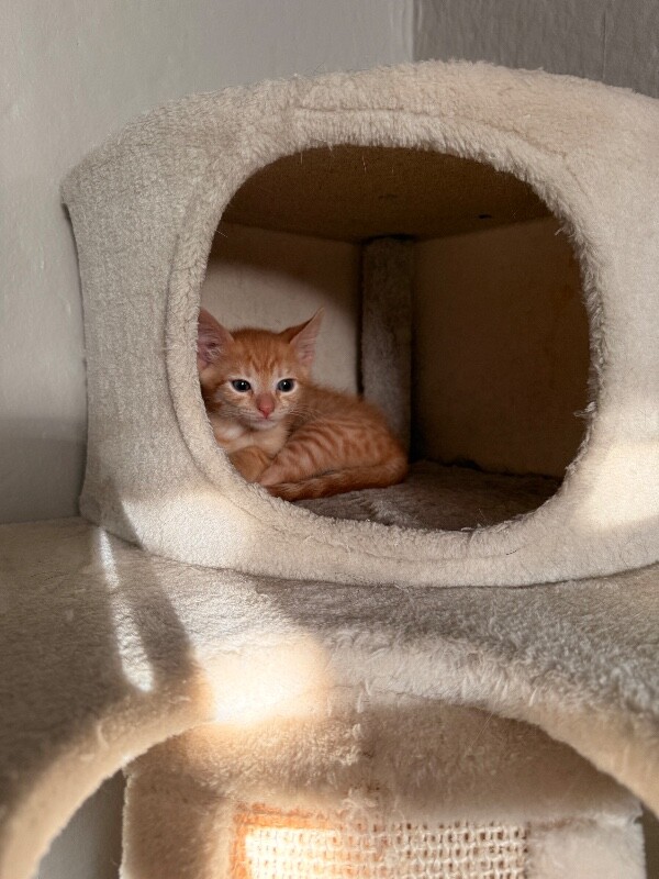 View Captain Kidd the Cat Photo #5