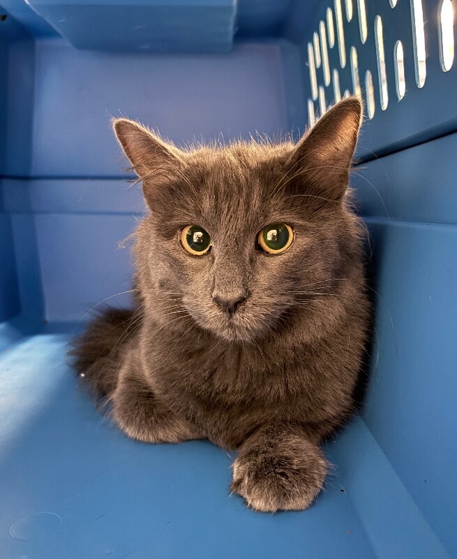 View Tiggy the Cat Photo #2