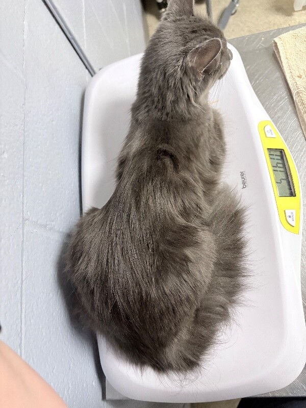 View Tiggy the Cat Photo #3