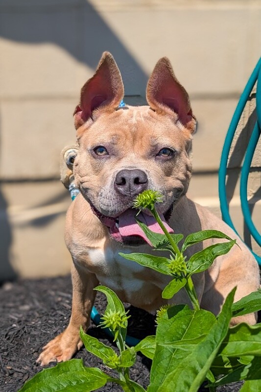 View Peach Tea the Dog Photo #4
