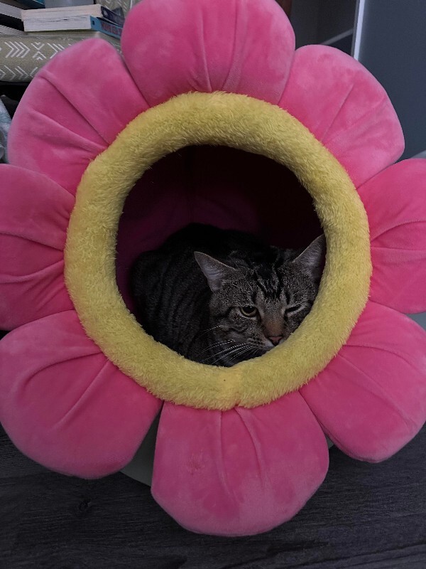 View Dennis the Cat Photo #3