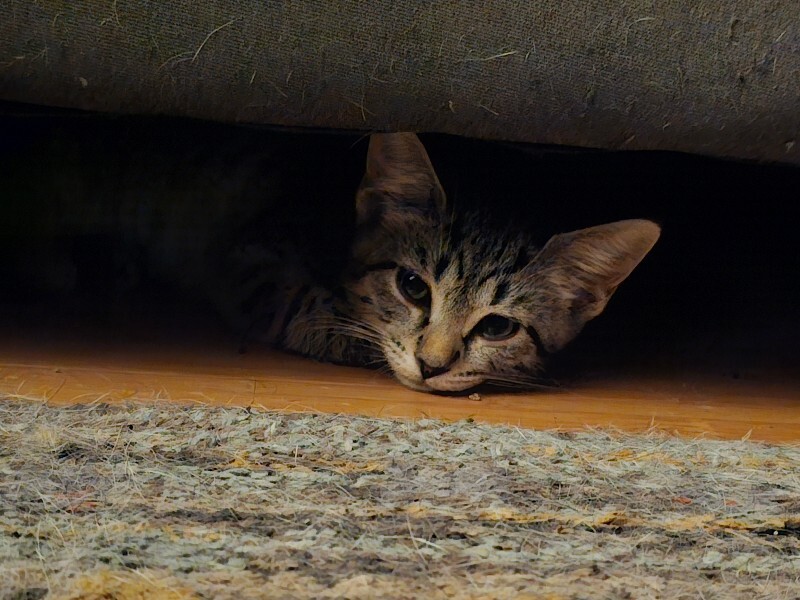 View Leia the Cat Photo #2