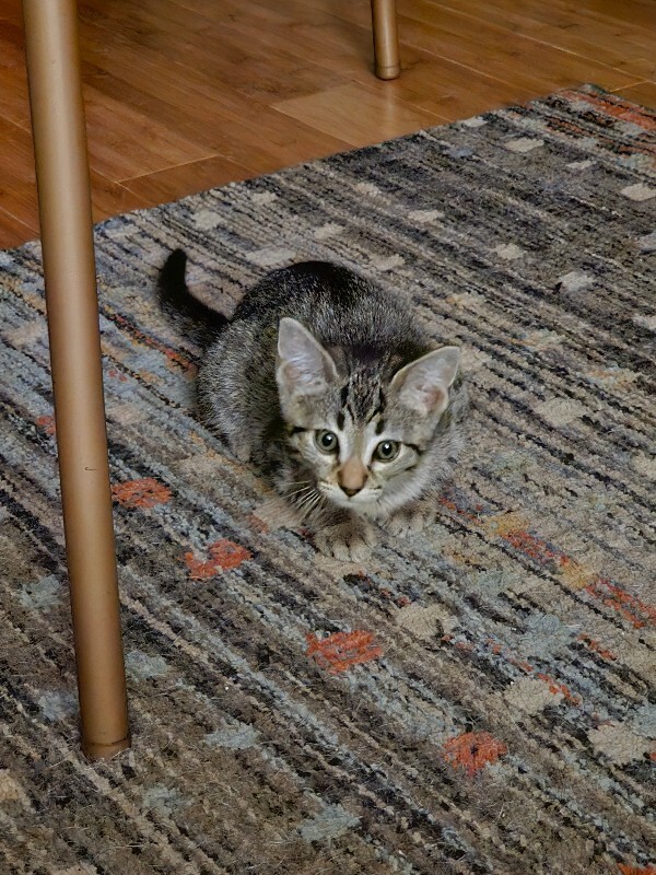 View Ezra the Cat Photo #2