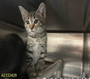 Learn More About Ezra Ezra - Cat