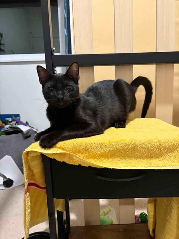 View Archer the Cat Photo #7