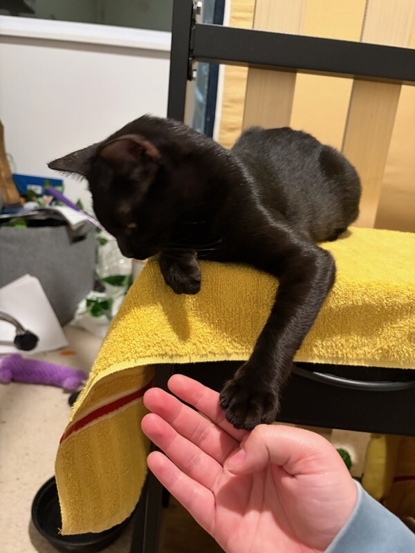 View Archer the Cat Photo #8