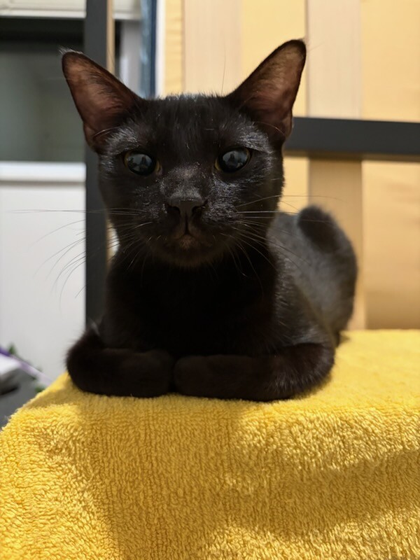 View Archer the Cat Photo #9
