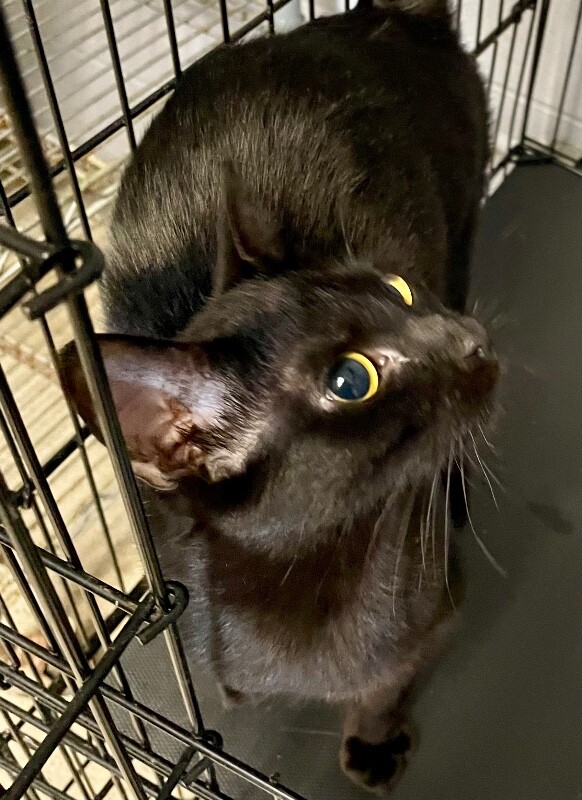 View Archer the Cat Photo #3