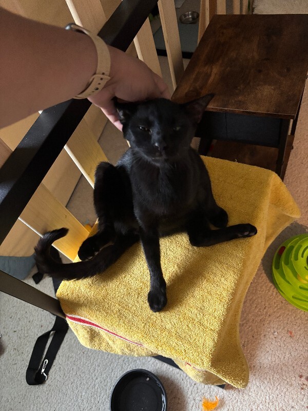 View Margrave the Cat Photo #4