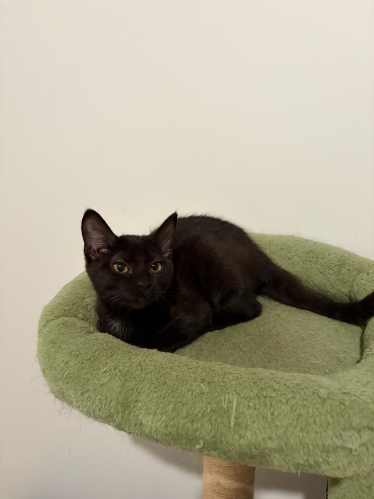 View Margrave the Cat Photo #7