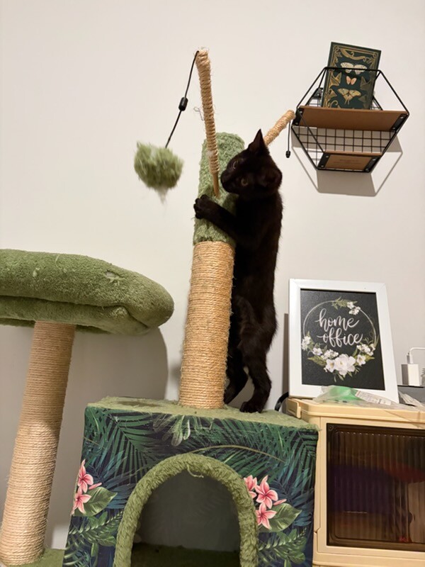 View Margrave the Cat Photo #6