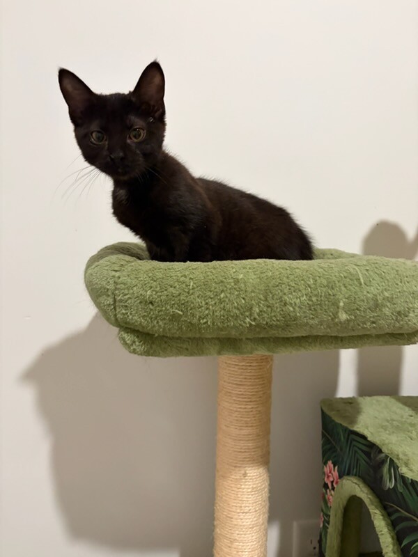 View Margrave the Cat Photo #5