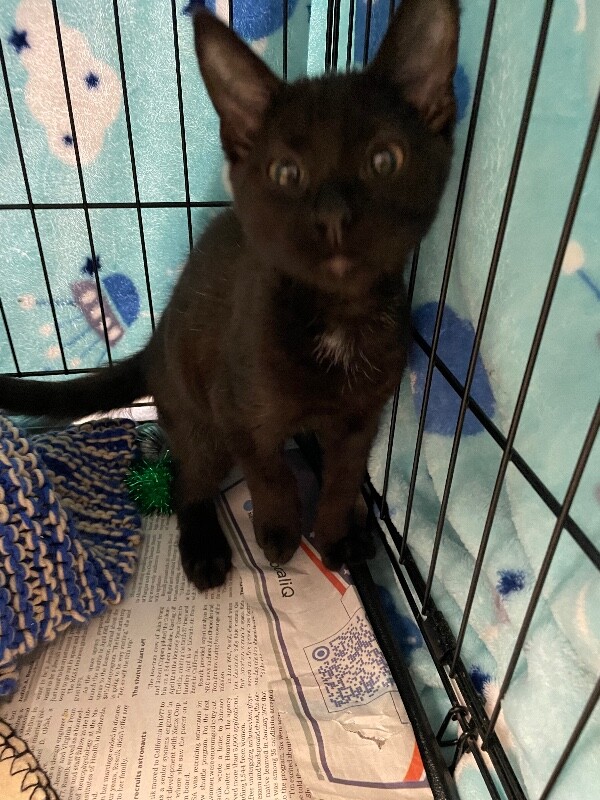 View Margrave the Cat Photo #2
