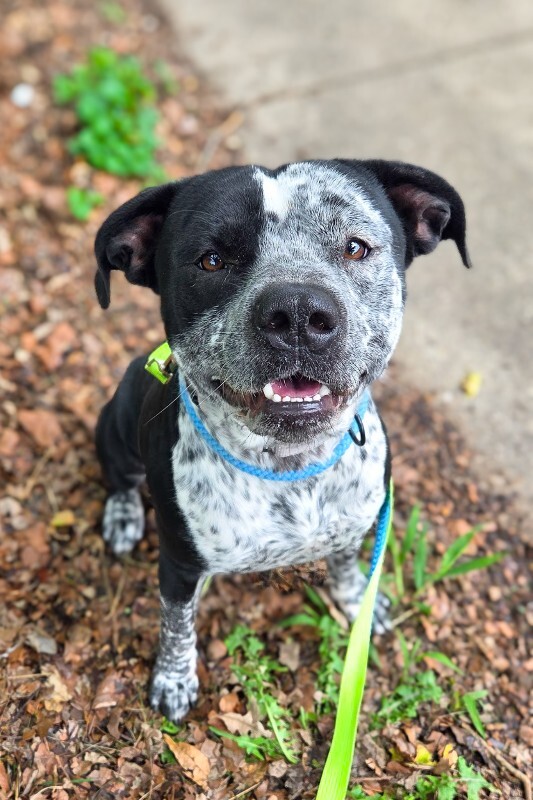 Best Friend Dan - Dog