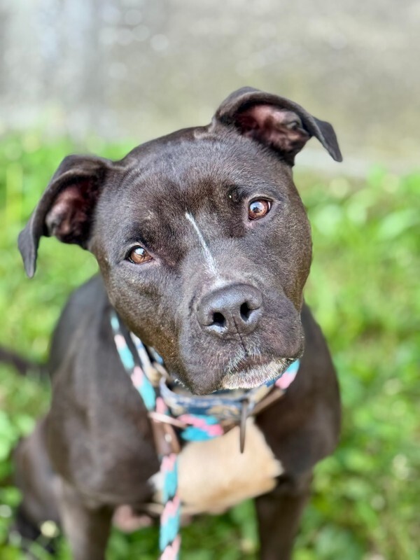 Help Rehome This Dog Elena