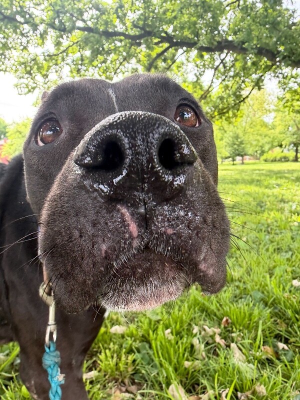 View Elena the Dog Photo #2