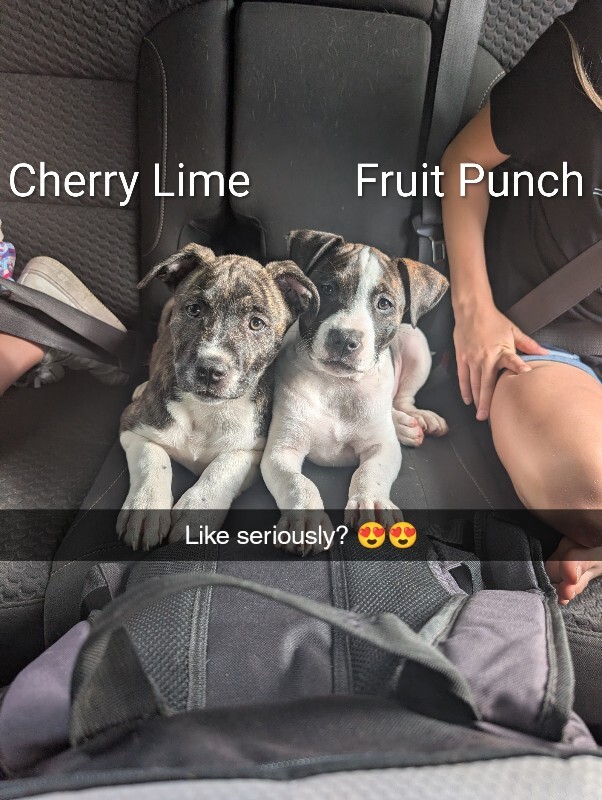 View Fruit Punch the Dog Photo #6