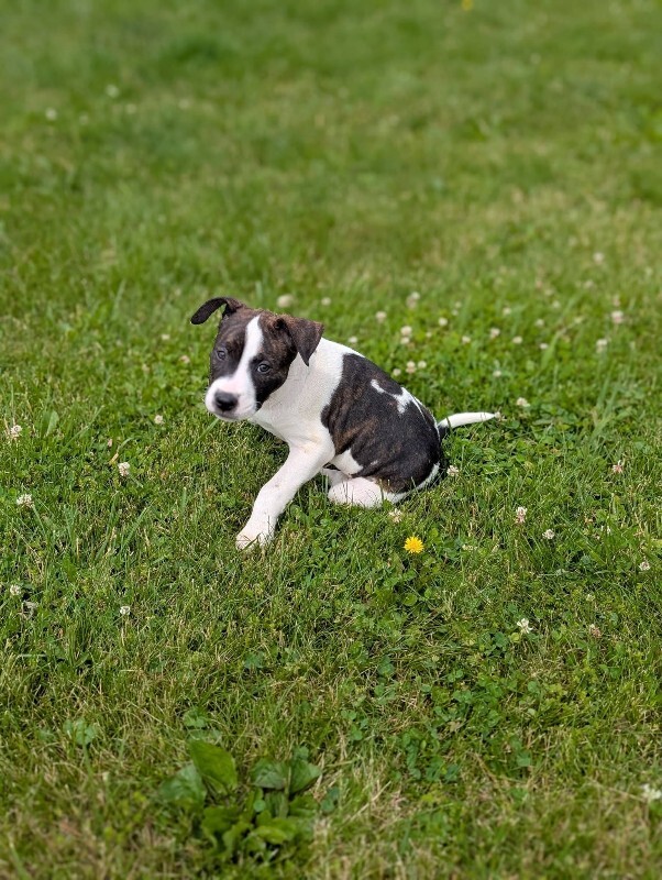 View Fruit Punch the Dog Photo #3