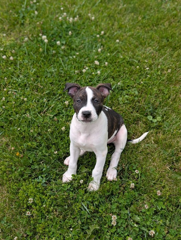 View Fruit Punch the Dog Photo #2