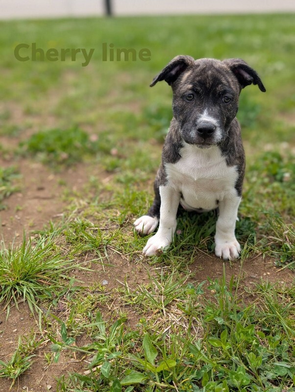 View Cherry Lime the Dog Photo #2