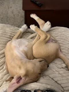 View Cotton Candy the Dog Photo #4