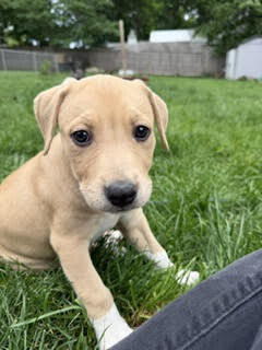 View Cotton Candy the Dog Photo #2