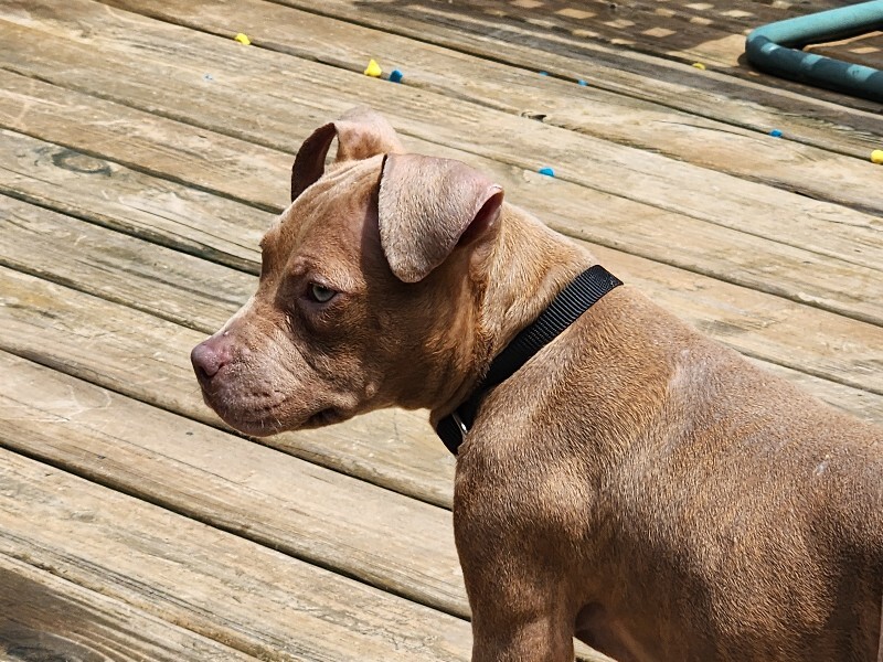 View Dolly Pawton the Dog Photo #4
