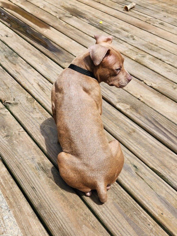 View Dolly Pawton the Dog Photo #2