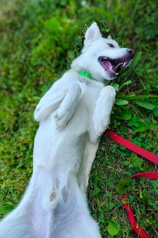 View Vincent the Dog Photo #3