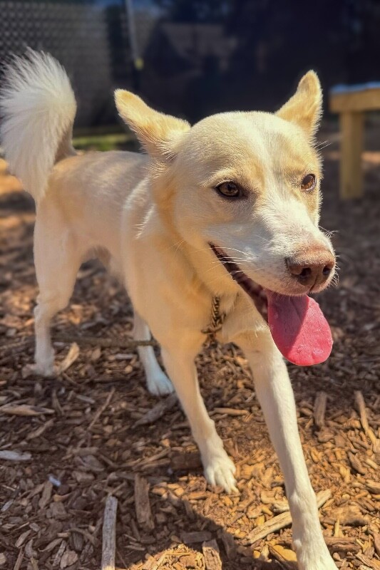 Learn More About Vincent Vincent - Dog
