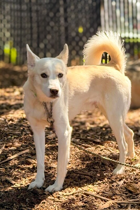 View Vincent the Dog Photo #2