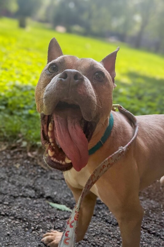 View Twinkle the Dog Photo #2