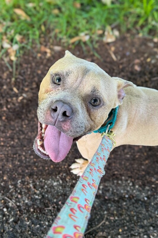 Twinkle - Dog