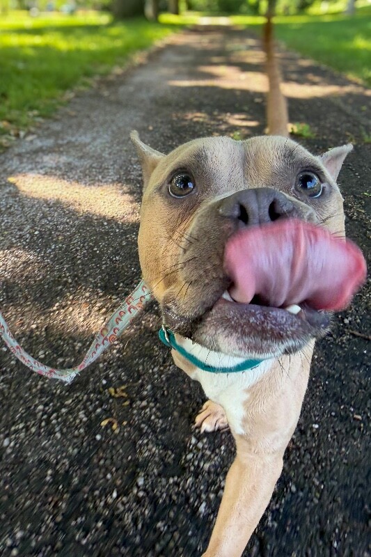 View Twinkle the Dog Photo #3