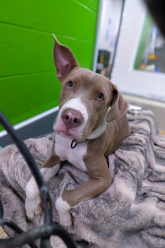 Learn More About Benny Benny - Dog