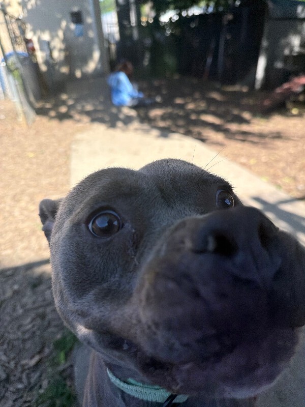 View Orbiter the Dog Photo #3