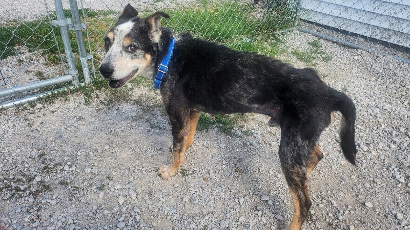 Diesel - Dog
