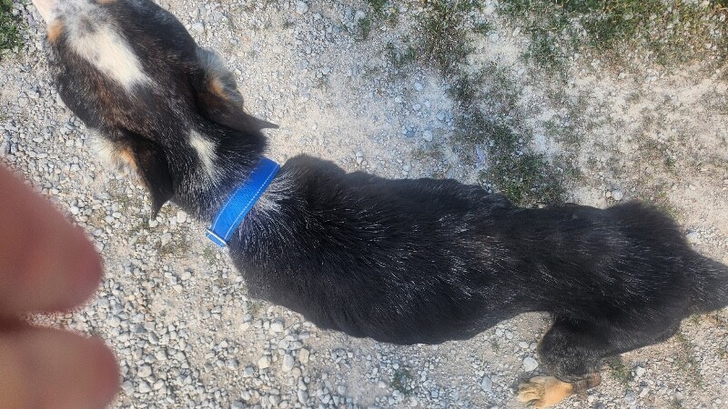 View Diesel the Dog Photo #2